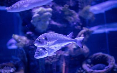 2ο Θεματικό Επιστημονικό Εργαστήριο