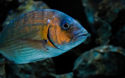 1ο Θεματικό Επιστημονικό Εργαστήριο